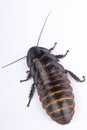 Hissing cockroach Royalty Free Stock Photo
