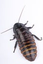 Hissing cockroach