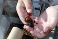 Hissing cockroach in hand Royalty Free Stock Photo