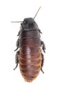 Hissing Cockroach Royalty Free Stock Photo