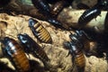 Hissing cockroaches Royalty Free Stock Photo