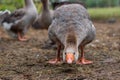 Hissing Gray Goose Royalty Free Stock Photo