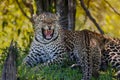 Hissing Leopard Lorian with cub in Masai Mara, Kenya