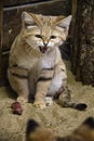 Hissing Sand Cat. Royalty Free Stock Photo