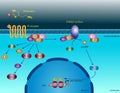 Histamine molecular pathways Royalty Free Stock Photo