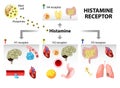 Histamine receptor Royalty Free Stock Photo