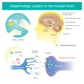 Histaminergic system in the human brain. Histamine Illustration Royalty Free Stock Photo