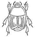 Hister Beetle, vintage illustration