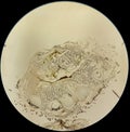 Histological cross-section of the tissue of a mouse leg under microscope