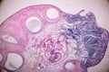 Histological sample Ovary of rabbit Tissue under the microscope. Royalty Free Stock Photo