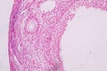 Histological sample Ovary of rabbit Tissue under the microscope. Royalty Free Stock Photo