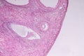 Histological sample Ovary of rabbit Tissue under the microscope. Royalty Free Stock Photo
