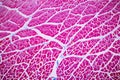 Histological sample Striated Skeletal muscle of mammal Tissue under the microscope. Royalty Free Stock Photo