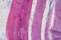 Histological sample Striated Skeletal muscle of mammal Tissue under the microscope. Royalty Free Stock Photo