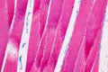 Histological sample Striated Skeletal muscle of mammal Tissue under the microscope. Royalty Free Stock Photo