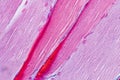 Histological sample Striated Skeletal muscle of mammal Tissue under the microscope. Royalty Free Stock Photo