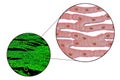 Histological structure of heart muscle