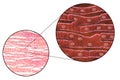 Histological structure of heart muscle