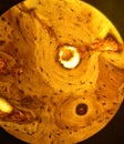 Histology of a Bone Tissue Cross-section Royalty Free Stock Photo