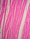 Histology of cardiac muscle