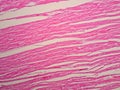 Histology of cardiac muscle Royalty Free Stock Photo