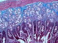 Histology of Collagen