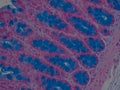 Histology of Colon stain with Alcian Blue Royalty Free Stock Photo