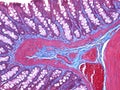 Histology of the Colon