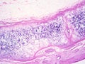 Histology of epiglottis human tissue