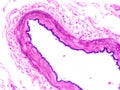 Histology of epiglottis human tissue