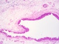 Histology of epiglottis human tissue