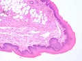 Histology of epiglottis human tissue