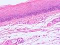 Histology of epiglottis human tissue