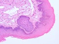 Histology of epiglottis human tissue