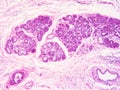 Histology of epiglottis human tissue