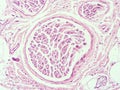 Histology of human adipose tissue Royalty Free Stock Photo