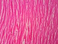 Histology of human cardiac muscle Royalty Free Stock Photo