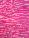 Histology of human cardiac muscle Royalty Free Stock Photo