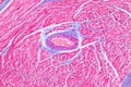Histology of human cardiac muscle under microscope view for educ Royalty Free Stock Photo