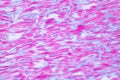 Histology of human cardiac muscle under microscope view for educ Royalty Free Stock Photo