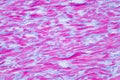 Histology of human cardiac muscle under microscope view for educ Royalty Free Stock Photo