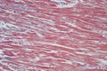 Histology of human cardiac muscle under microscope view for educ Royalty Free Stock Photo