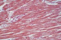 Histology of human cardiac muscle under microscope view for educ Royalty Free Stock Photo