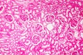 Histology of human kidney