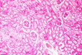 Histology of human kidney