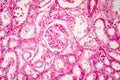 Histology of human kidney