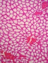 Histology of human kidney Royalty Free Stock Photo