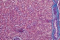 Histology of human kidney under microscope view for education hi Royalty Free Stock Photo