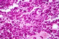 Histology of human pancreatic tissue