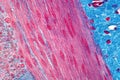 Histology of human smooth muscle under light microscope view